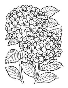 Hydrangea Colors, Pola Sulam, Flower Printable, Cool Coloring Pages