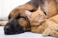 a dog and cat laying next to each other