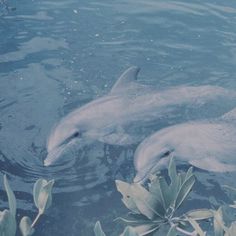 two dolphins are swimming in the water near some plants and leaves, with one looking at the camera