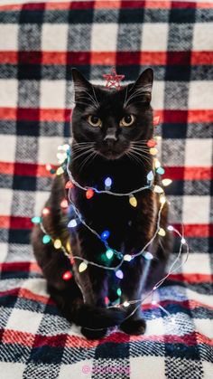 a black cat sitting on top of a checkered table cloth covered in christmas lights