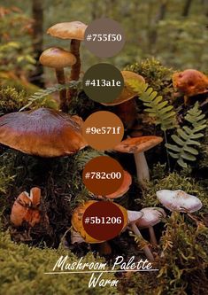 mushrooms are growing in the mossy ground with different colors and names on them for identification