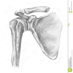 a drawing of the shoulder and arm bones in graph pencil on white paper stock image