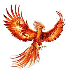 an orange and red bird flying in the air with its wings spread out, on a white background