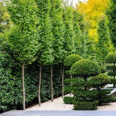 a row of trees in the middle of a garden