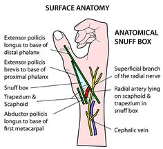 the anatomy of an arm and wrist