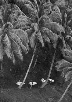 black and white photograph of three surfboards in front of palm trees