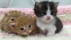 two kittens and one cat are laying on the carpet