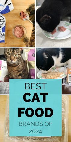 the best cat food brands of 2014 are in this collage with cats eating from their bowls