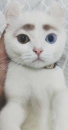 a white kitten with blue eyes is being held by someone