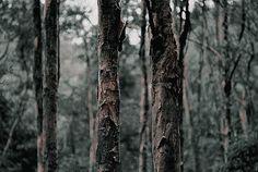 a forest filled with lots of tall trees