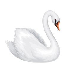 a white swan is floating on the water