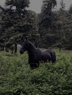 a black horse standing in the middle of a lush green field