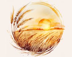 the sun is setting over a wheat field