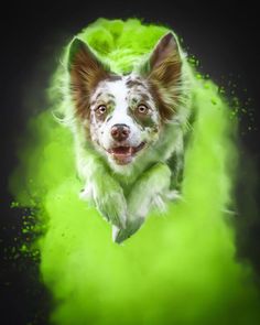 a dog that is flying through the air with green powder on it's face