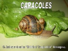 there is a snail that is on top of a leaf with the caption caracoles