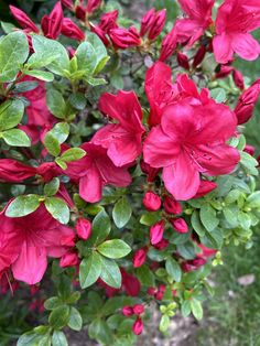 red flowers are blooming in the garden