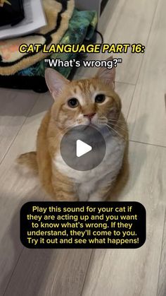 an orange and white cat sitting on top of a wooden floor