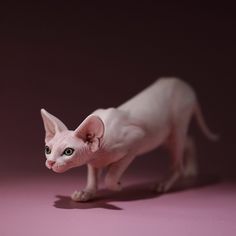 a small white cat standing on top of a pink floor