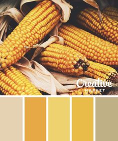 corn on the cob with yellow and brown colors in it's palettes