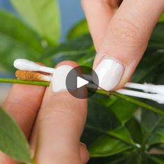 a person is holding two white sticks with some sort of substance on them, and the other one has green leaves