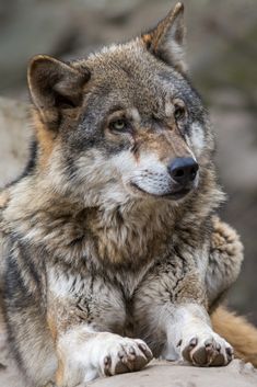 a wolf laying down on top of a rock