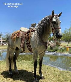 a horse that is standing in the grass with a saddle on it's back