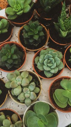 there are many small plants in the pots