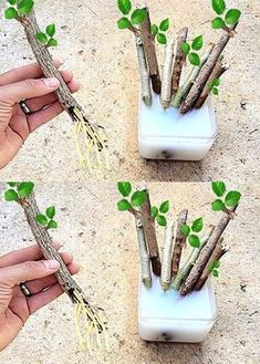 four photos of small trees with leaves growing out of the branches, and being held by someone's hand