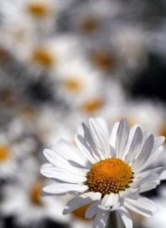 a white and yellow flower is in the foreground