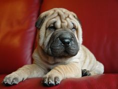 a small dog laying on top of a red leather couch with its paws up to the camera