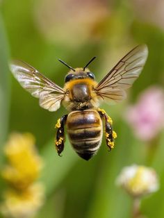 a close up of a bee on a flower