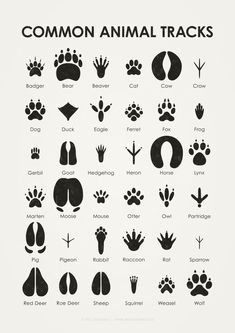 the different types of animal tracks are shown in black and white on a white background