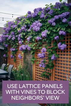 purple flowers growing on the side of a fence with text overlay reading use lattice panels with vines to block neighbors'view