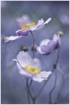 purple and white flowers with yellow stamens