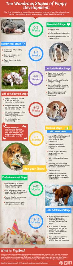 the world's most famous dogs info sheet