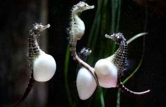 two seahorses standing next to each other in the water