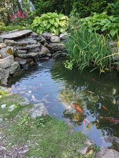 there are many fish swimming in the pond