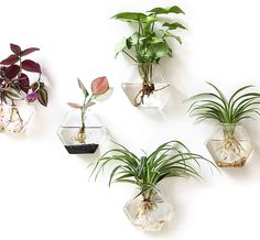 four glass vases with plants in them hanging on the side of a white wall