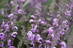 purple flowers are blooming in the field