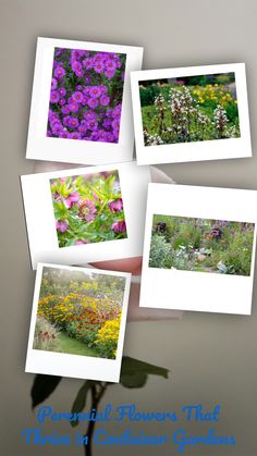 several pictures of flowers and plants with the words, there's a collection garden