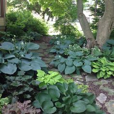 the garden is full of green plants and trees