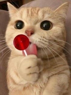 a cat holding a red lollipop in its mouth