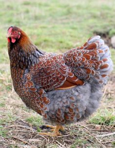 a brown and white chicken standing on top of grass