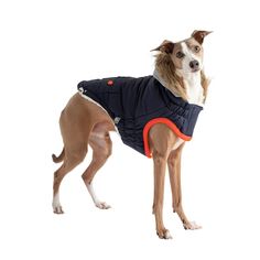 a small dog wearing a blue jacket with an orange collar