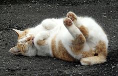 an orange and white cat laying on its back with it's paws in the air