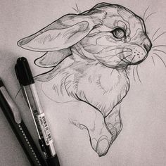 a pencil drawing of a bunny rabbit