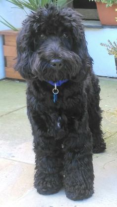 a small black dog sitting on top of a cement floor next to a potted plant