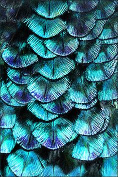 the back side of a peacock's feathers with blue and green feathers on it