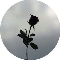 a single rose sitting in the middle of a round frame on a cloudy day,