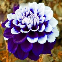 a purple and white flower with leaves in the background